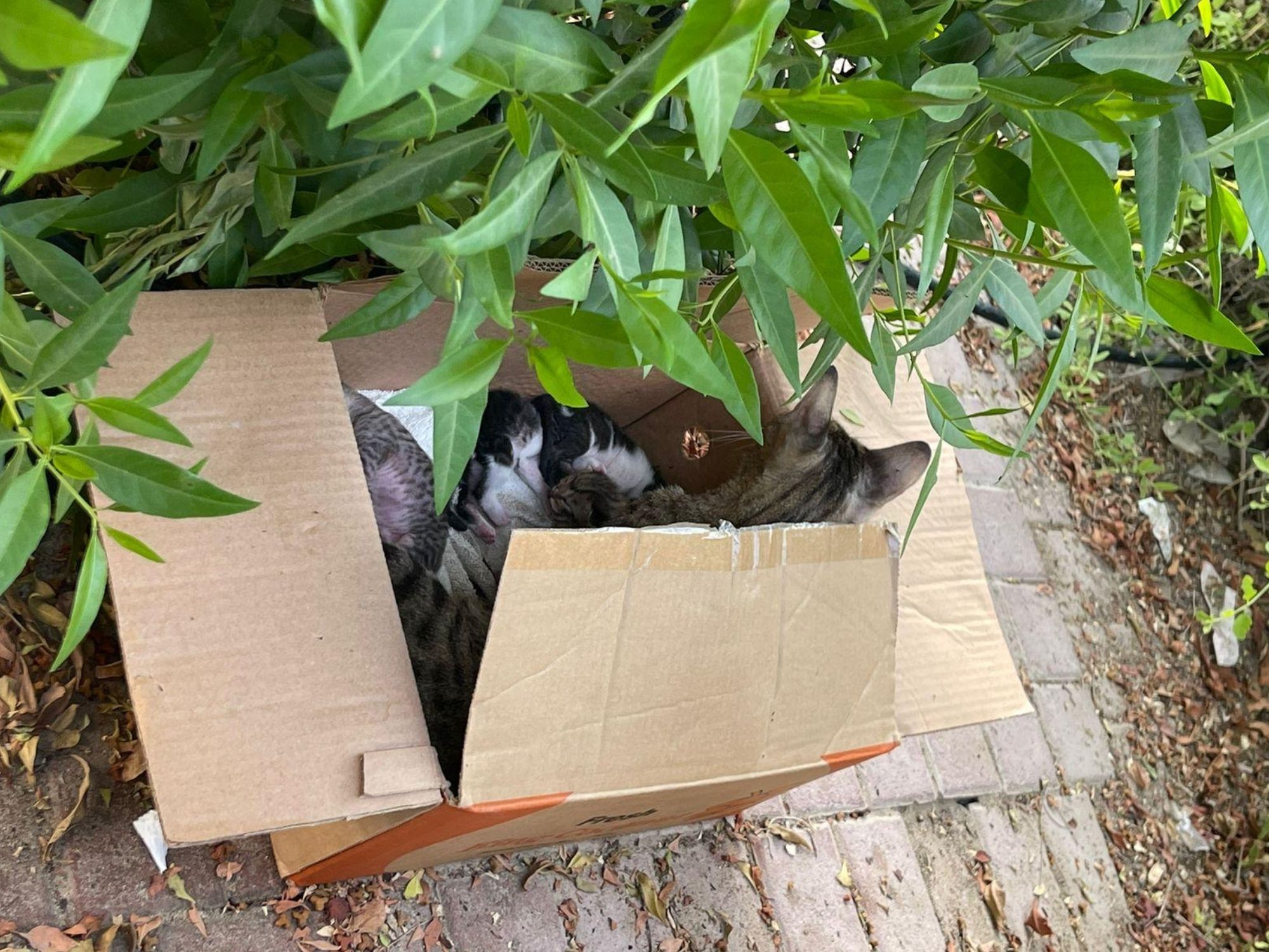 Mutterkatze mit ihren Kätzchen in einer Box ausgesetzt
