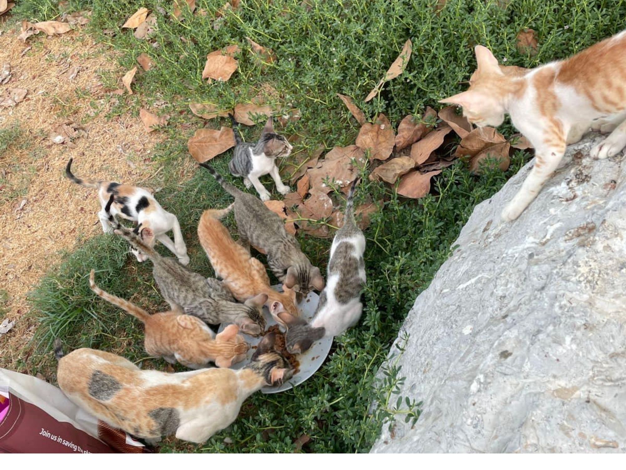 Freilebende Katzen an einer Futterstelle