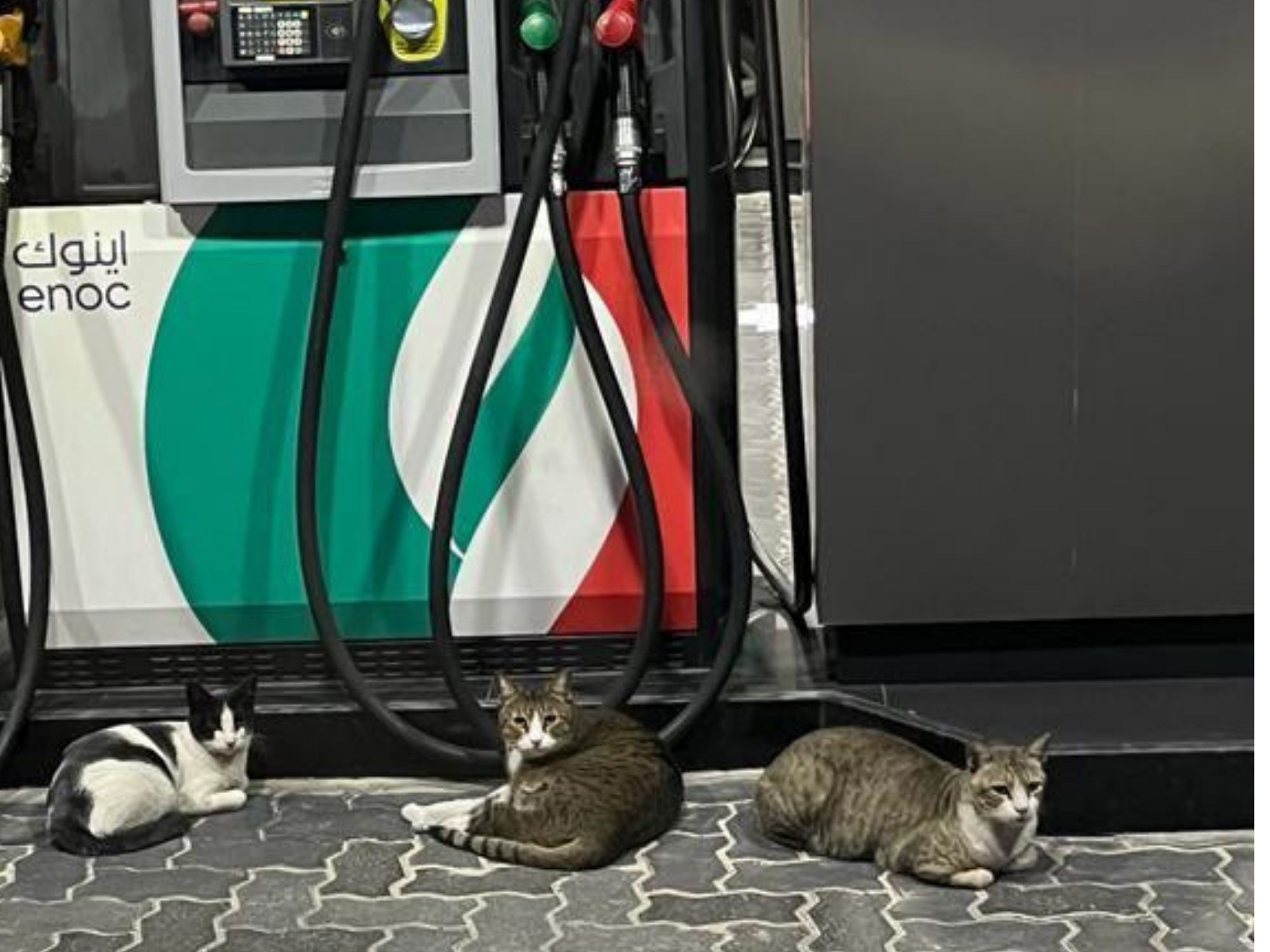 Katzen an der Tankstelle – Verkehr und Fangmaßnahmen