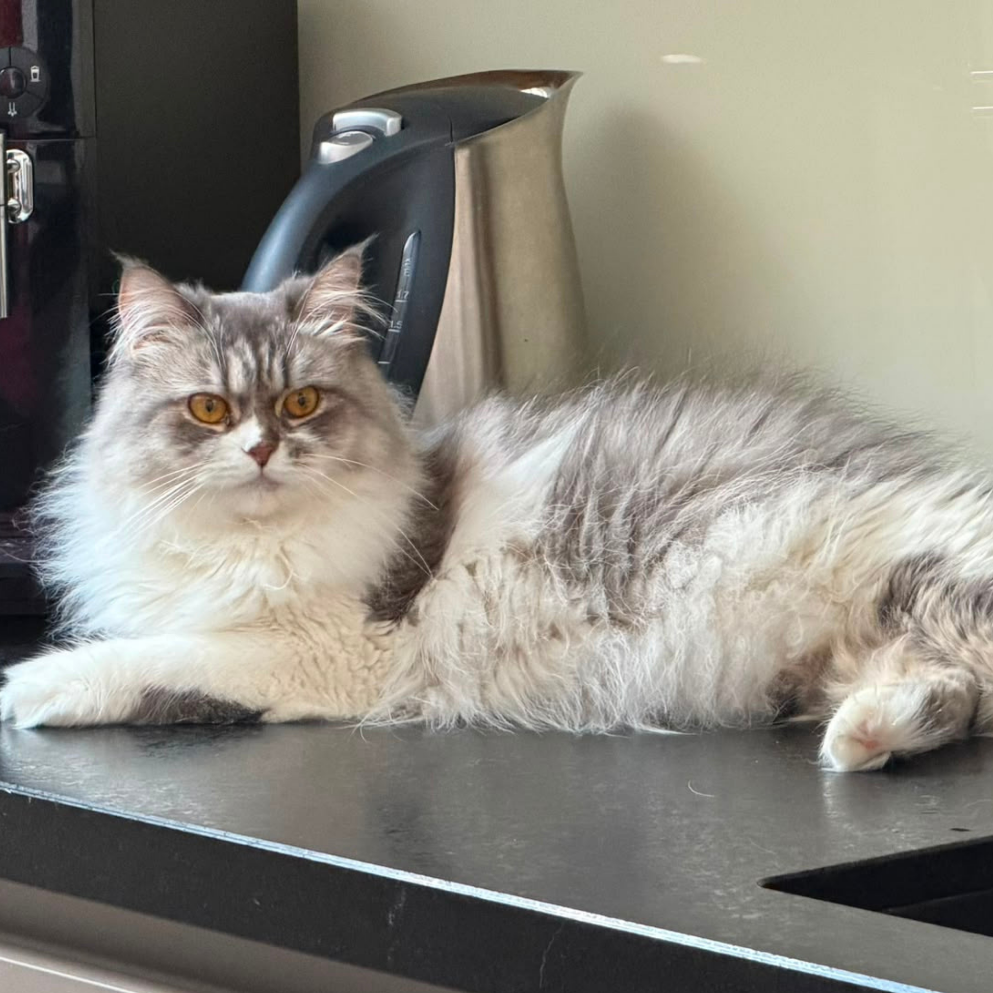 Cleo