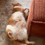 Namak