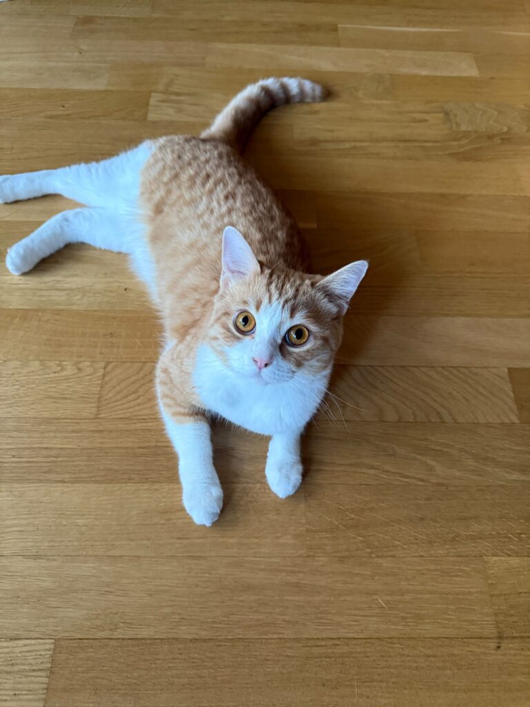 Nemo