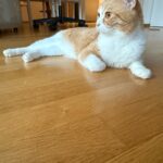 Nemo