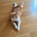 Nemo