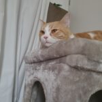 Nemo