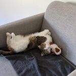 Nima