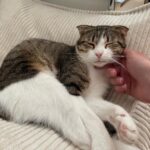 Nima