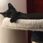 Binx