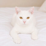 Shiro