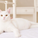 Shiro