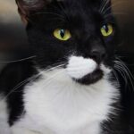 Tuxedo