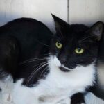 Tuxedo