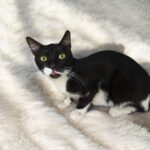 Tuxedo