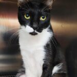 Tuxedo