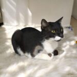 Tuxedo