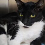 Tuxedo
