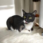 Tuxedo