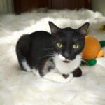 Tuxedo