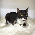 Tuxedo