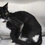 Tuxedo