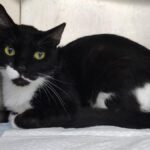 Tuxedo