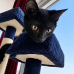 Binx