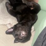 Binx
