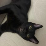 Binx