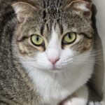 Nima