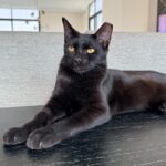 Coal