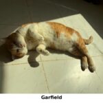 Garfield