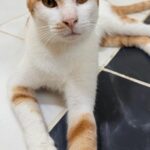 Tigger
