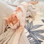 Tigger