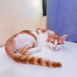 Tigger