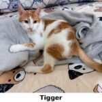Tigger