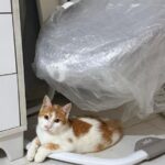 Tigger