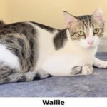 Wallie