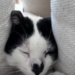 Pandi
