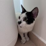 Pandi