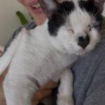 Pandi
