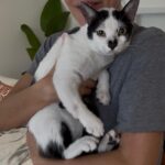Pandi