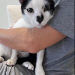 Pandi