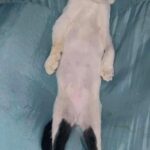 Pandi