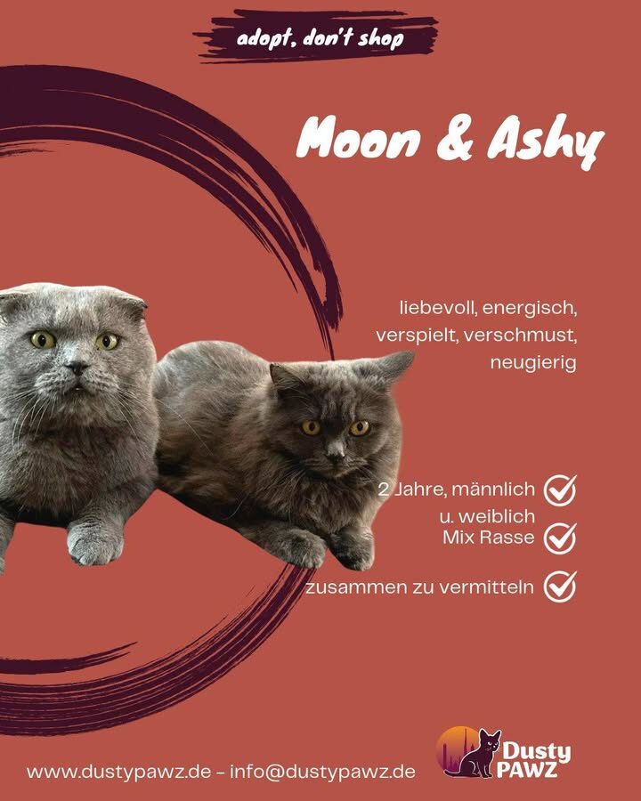 🐾 ASHY & MOON 🐾