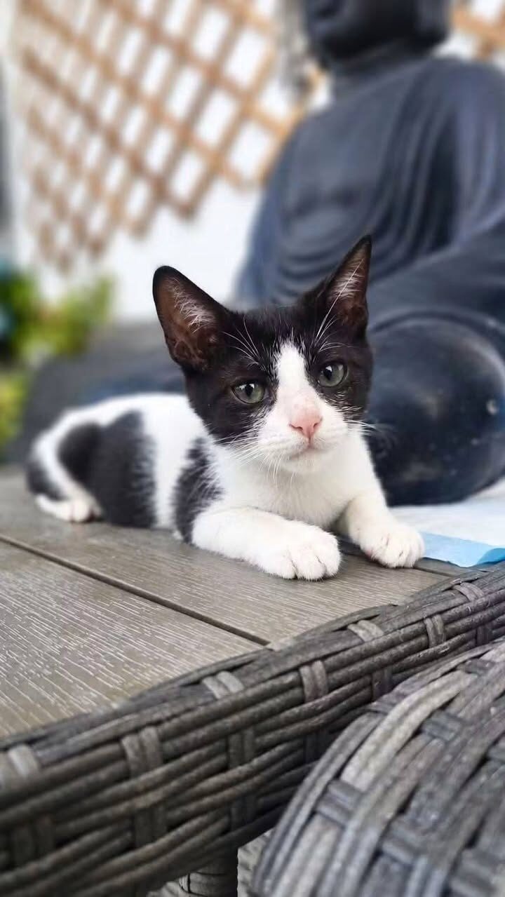 Kleiner BUBU sucht sein Zuhause 🏡