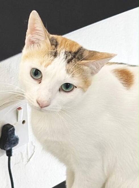 CLOVER sucht ihr Für-Immer-Zuhause 🏡