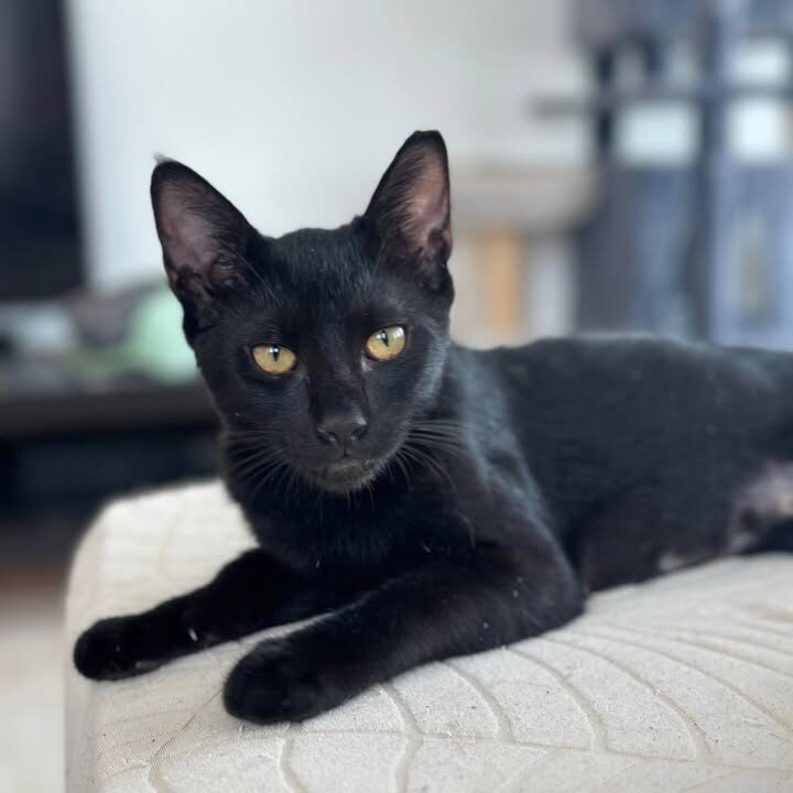 BINX WILL NACH HAUSE 🥰🙏🐈‍⬛❤️‍🩹