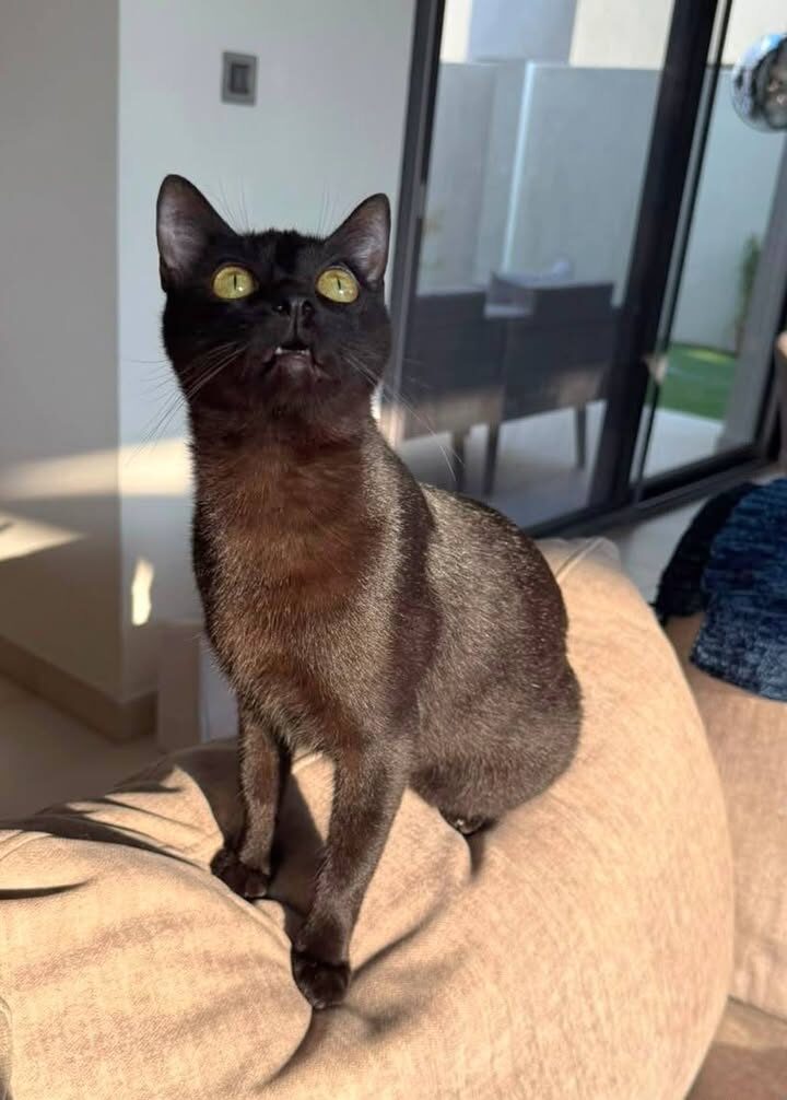 Die süße, kleine Leksy sucht ein Zuhause 🐈‍⬛😍