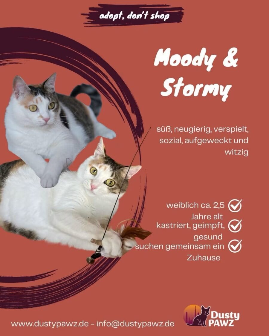 Moody und Stormy sind zwei bezaubernde Katzenschwestern, die man einfach ins Herz schließen muss. Mit ihrer verspielten, n…